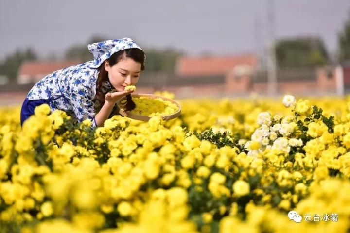 云臺冰菊基地發(fā)生了什么？一批批領(lǐng)導(dǎo)專家團隊前來！